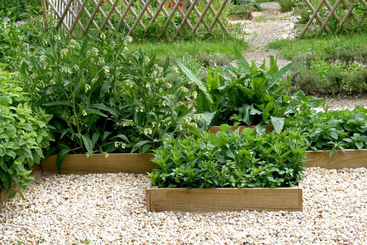 Nová záhrada - bylinky v lete